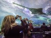 ripleys-aquarium-sawfish