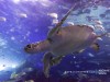 ripleys-aquarium-turtle